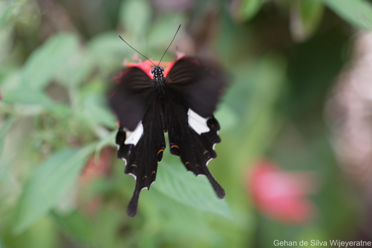 Papilio helenus Linnaeus, 1758